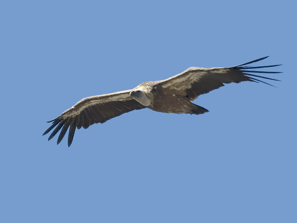 Hanhikorppikotka, Eurasian Griffon Vulture, Gyps fulvus